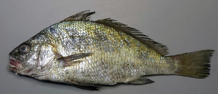 Umbrina canariensis_08.jpg